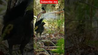 Nice bird dance trendingshorts funny cuteanimals bird dance [upl. by Fairweather]