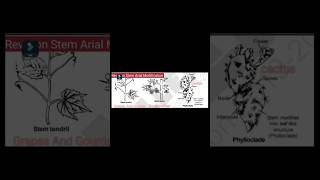 Arial Stem Modification  Revison Botany  Small Step revisions  Thorn  Phylloclade [upl. by Posehn377]