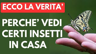 Cosa Dicono QUESTI Insetti Sul Tuo Ambiente [upl. by Hgielhsa]