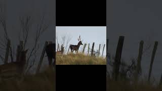 Game camera and still camera shots red and fallow deer NZ 👍 [upl. by Yednil386]