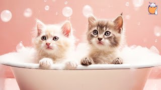 RELAXING CAT MUSIC and kittens  Sleep Music For Cats  Sleepy Cat [upl. by Edy]