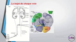 Physiologie de la somesthésie 1ère partie [upl. by Marler]