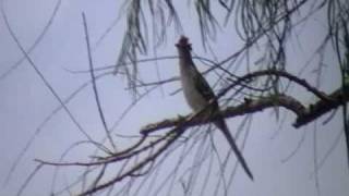 pajaro crespi­n cantando [upl. by Aramat]