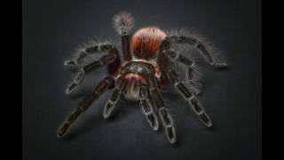 Interesting Facts about Tarantula [upl. by Noslien814]