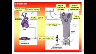 physiologie cardio vasculaire partie 13 [upl. by Latin]