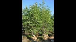 Harrisburg Pa Craigslist Add for River Birch Trees call 215 651 8329 Planting Available [upl. by Landers265]