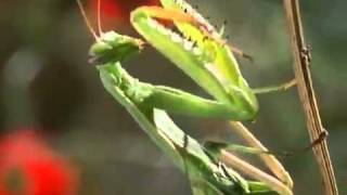 Female Praying Mantis Kills Male During Matingmp4 [upl. by Keryt]