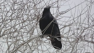 Raven adding to his nest [upl. by Sofia]