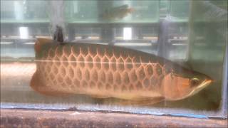 A Visit to My Local Super Red Arowana Farm [upl. by Martinic]