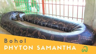 Burmese Python quotSamanthaquot The Biggest Snake in Bohol Philippines [upl. by Ambler318]