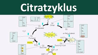 Citratzyklus  Zellatmung 46  Biologie Oberstufe [upl. by Nanyt677]