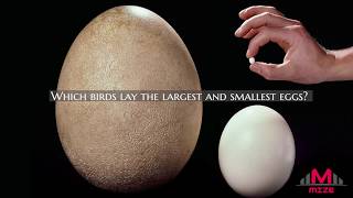 Which birds lay the largest and smallest eggs [upl. by Dnomayd]