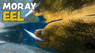 Moray Eel Feeding [upl. by Betteann]