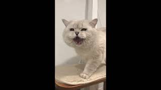 Big British shorthair cat meows [upl. by Htims314]