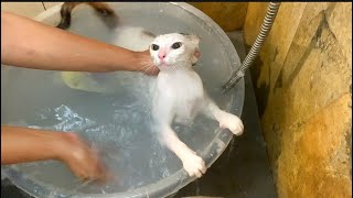 Cute cat bathing day ❤️catlovers catbathing [upl. by Yelrahc]