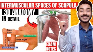 intermuscular spaces of scapula anatomy  subscapular spaces anatomy  intermuscular spaces anatomy [upl. by Nonnahsal]