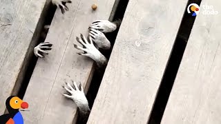 Raccoons Have The Cutest And Creepiest Lil Paws  The Dodo [upl. by Anyr]