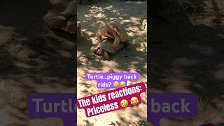 Tortoises Randomly do THIS at the zoo Too funny 🤣😁 reactions [upl. by Ursulina]