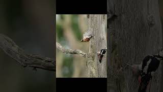 Double Trouble in the forest 🪵 woodpecker birds wildlife birding z9 wildlifephotography [upl. by Ynaffet]