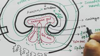 Extraembryonic membrane  amnion chorion allantois yolksac  EEM  organs from germ layers [upl. by Mayrim]