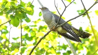 Common cuckoo Cuculus canorus [upl. by Ennad]