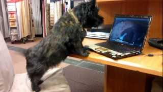 cairn terrier barking [upl. by Cordier]