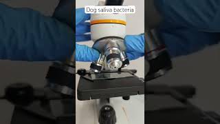 Bacteria  dog saliva medstudent medschool veterinary dogs doghealth vetstudentlife bacteria [upl. by Whiteley]