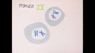 Meiosis 1 and 2 [upl. by Hadeis]