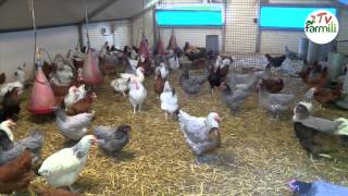 Les poules sont de retour [upl. by Dlorag]