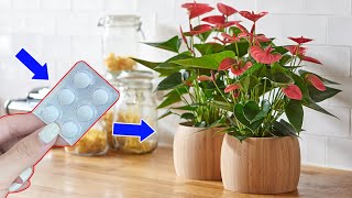 Is your Anthurium not flowering Lets do this now  Natural Fertilizer [upl. by Ahtiekal]