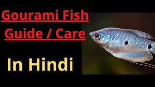 Gourami Fish Care in Hindi  Gourami fish tank  4ft Aquarium [upl. by Loralyn]