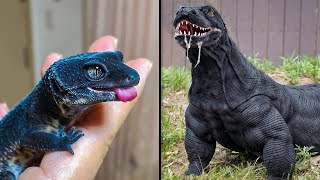 ANTES Y DESPUÉS DE ANIMALES CRECIENDO INCREÍBLES TRANSFORMACIONES DE ANIMALES [upl. by Nilad284]