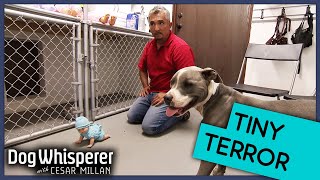 How To Train Dog With Fear Of Children  Dog Whisperer With Cesar Millan [upl. by Jewell]