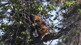 Alaska Bear Viewing Chinitna Bay Lake Clark National Parkwith music of Phillip Phillips Home [upl. by Nedyaj]