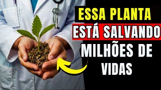 🥬A PLANTA MEDICINAL MAIS PODEROSA QUE VOCÊ DEVE TER NO SEU JARDIM [upl. by Donela692]