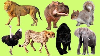 Los Animales africanos para niños  Aprender Animales africanos  El Sonido de los Animales [upl. by Krock]