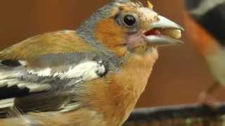 Bald Male Chaffinch  Moulting Bird [upl. by Yearwood281]