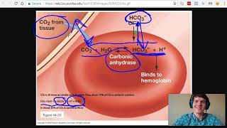 MCAT Question of the Day The Bicarbonate Buffer System [upl. by Pete640]