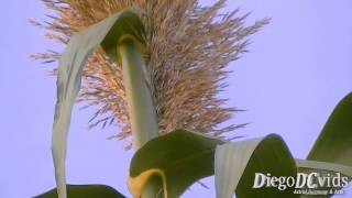 Arundo donax  Giant Cane  Canadoreino Arundineae [upl. by Anayeek]