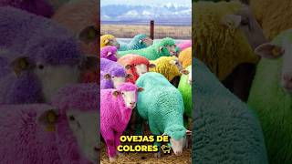 OVEJAS DE COLORES  CURIOSIDADES EN 1 MINUTO curiosidades ias shorts cosasquenosabias [upl. by Nibas90]