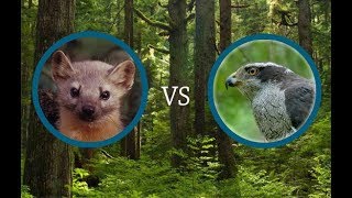 Marten vs Goshawk [upl. by Eremehc]