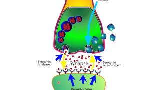 How SSRIs and SNRIs Work For Anxiety [upl. by Acira]