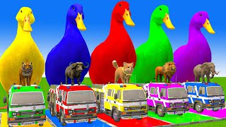 5 Giant Duck CartoonCowElephantTigerLionDinosaurPaint Wild Animals Crossing Fountain Animation [upl. by Ennaoj]