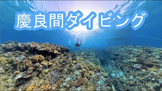 【ダイビング】慶良間（前島）Kerama Diving【Insta360 X4】 [upl. by Goulette]