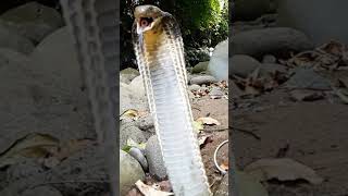 BIG SCARY SNAKE kingcobra funnyanimals snakes scary [upl. by Weintrob]