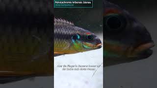 SmaragdPrachtbuntbarsch  Pelvicachromis kribensis Idenau zoobox [upl. by Barta]