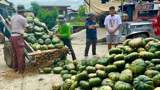 Mag AAMA at Mag KAKAPATID 20 Yrs sa KALABASA FARMING at TRADING Lahat Gumanda ang BUHAY [upl. by Jeremy800]