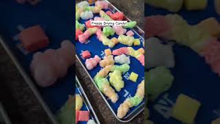 Freeze Drying Candy freezedryer candy prep4life cubenation freezedriedcandy [upl. by Ayahsey]