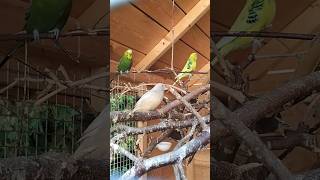 woliera kanarki zeberki papugi falisteaviary of canaries zebra finches and budgies birds parrot [upl. by Haliled766]