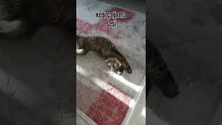 Kedi çağırma sesi kedi hemen gelsin🐱🐾₺keşfetkedicat kedisesi hayvanlaralemi [upl. by Scharf923]